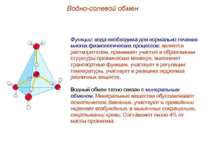 Водно-солевой обмен Функции: вода необходима для нормально течения многих физиологических процессов: является растворителем, принимает
