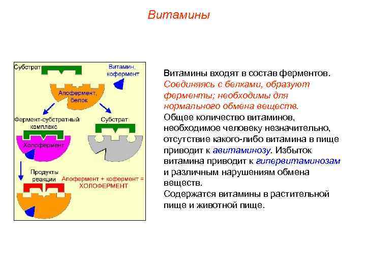 Витамины входят в состав ферментов. Соединяясь с белками, образуют ферменты; необходимы для нормального обмена
