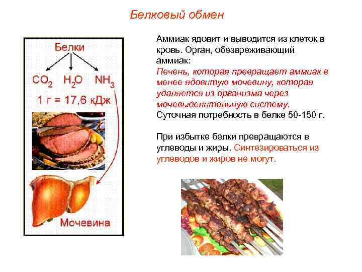 Белковый обмен Аммиак ядовит и выводится из клеток в кровь. Орган, обезвреживающий аммиак: Печень,