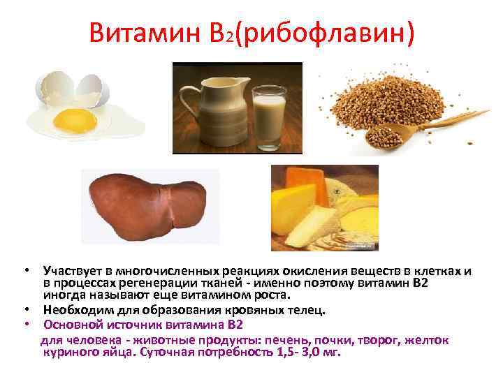Витамин В 2(рибофлавин) • Участвует в многочисленных реакциях окисления веществ в клетках и в