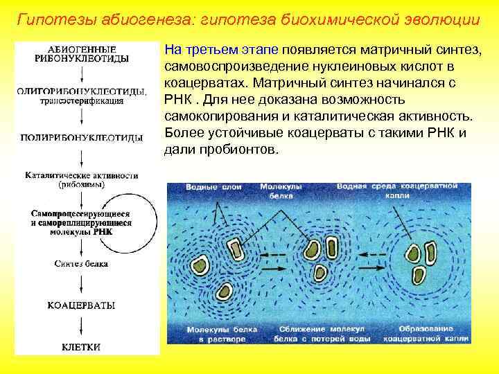 Гипотезы абиогенеза: гипотеза биохимической эволюции На третьем этапе появляется матричный синтез, самовоспроизведение нуклеиновых кислот