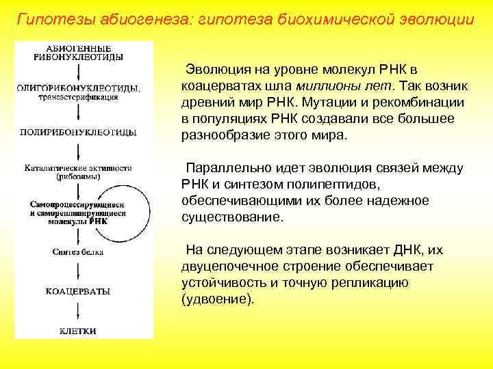 Гипотезы абиогенеза: гипотеза биохимической эволюции Эволюция на уровне молекул РНК в коацерватах шла миллионы