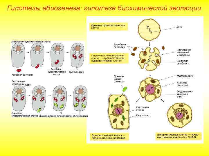 Гипотезы абиогенеза: гипотеза биохимической эволюции 