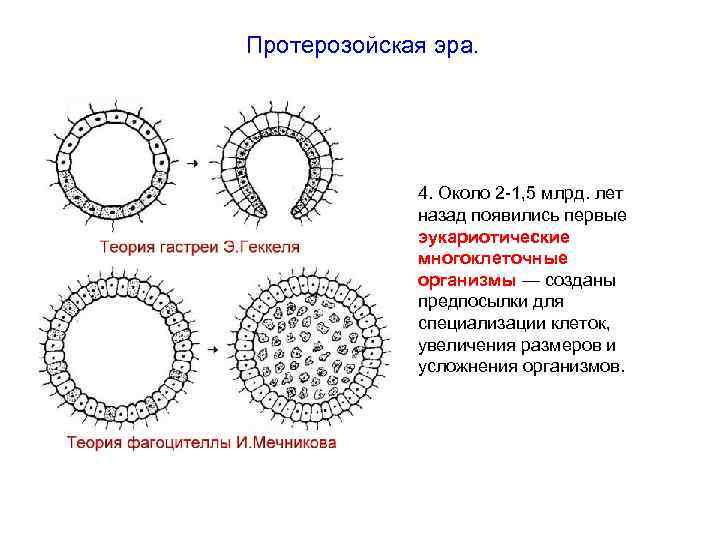 Протерозойская эра. 4. Около 2 -1, 5 млрд. лет назад появились первые эукариотические многоклеточные