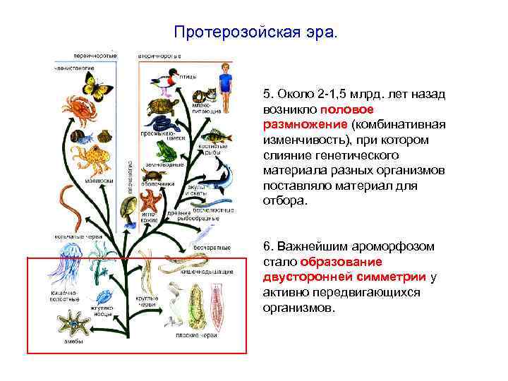 Протерозойская эра. 5. Около 2 -1, 5 млрд. лет назад возникло половое размножение (комбинативная