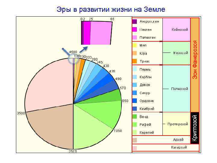 Эры в развитии жизни на Земле 