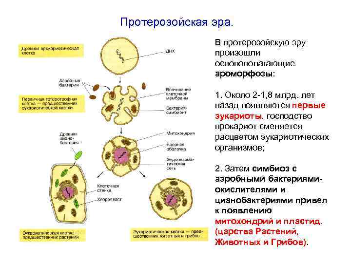 Протерозойская эра. В протерозойскую эру произошли основополагающие ароморфозы: 1. Около 2 -1, 8 млрд.