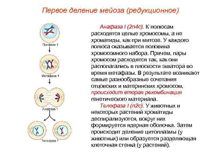 Первое деление мейоза (редукционное) Анафаза I (2 n 4 с). К полюсам расходятся целые