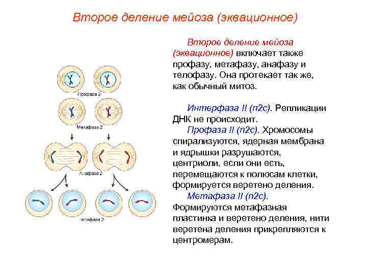 Второе деление мейоза (эквационное) включает также профазу, метафазу, анафазу и телофазу. Она протекает так