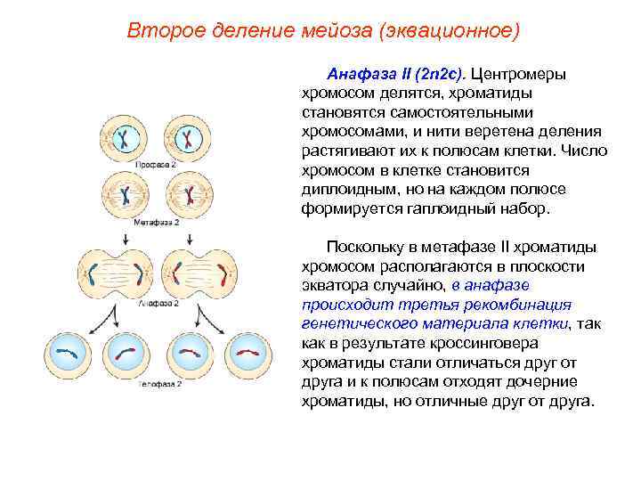 Второе деление мейоза (эквационное) Анафаза II (2 n 2 с). Центромеры хромосом делятся, хроматиды