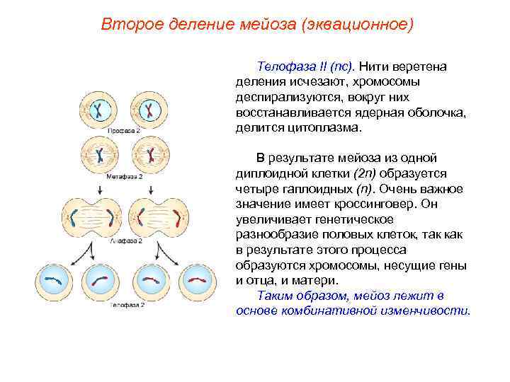 Второе деление мейоза (эквационное) Телофаза II (nс). Нити веретена деления исчезают, хромосомы деспирализуются, вокруг