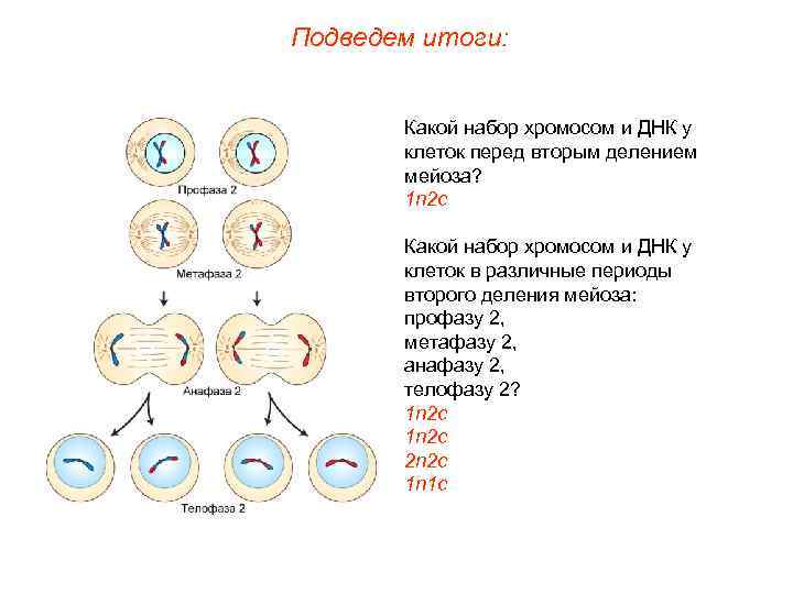 Подведем итоги: Какой набор хромосом и ДНК у клеток перед вторым делением мейоза? 1