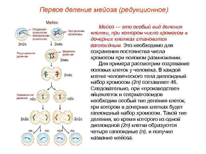 Каким номером на схеме обозначена зона в которой клетки делятся мейозом