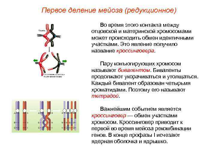 Деление мейоза схема