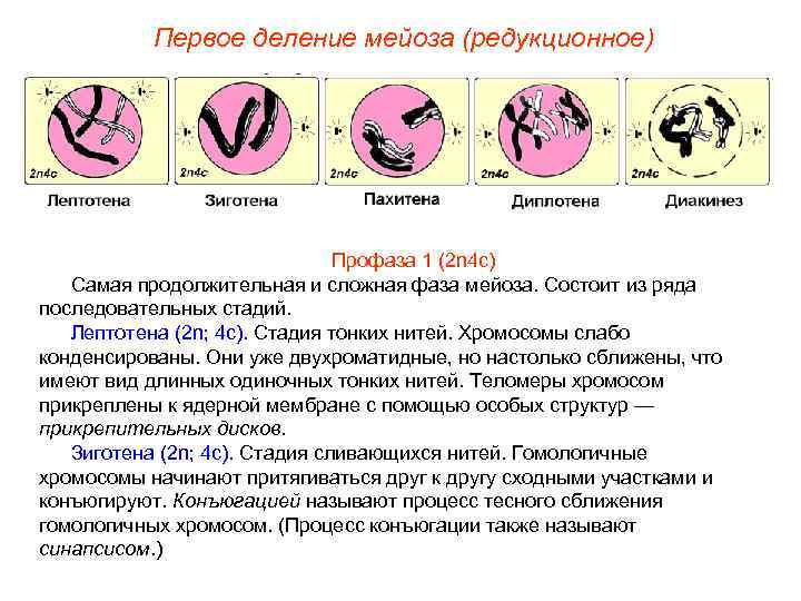 Первое деление мейоза (редукционное) Профаза 1 (2 n 4 с) Самая продолжительная и сложная