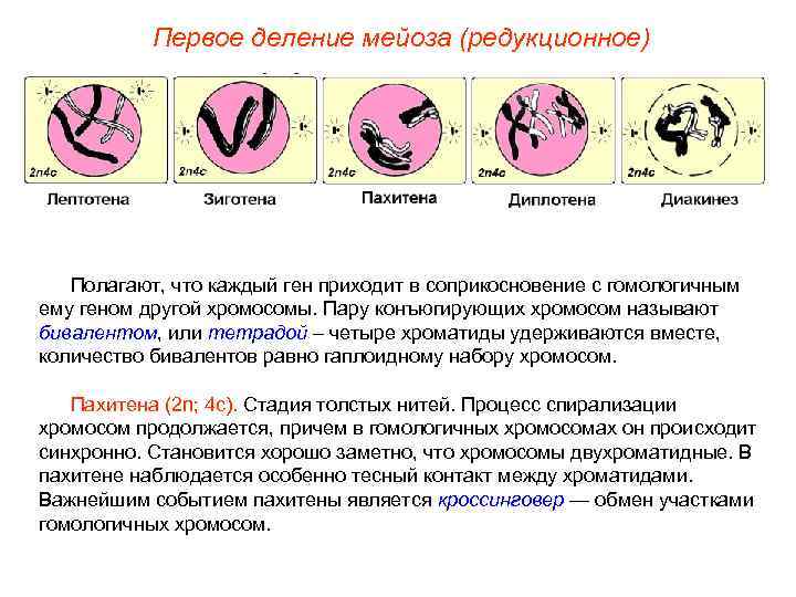 Первое деление мейоза (редукционное) Полагают, что каждый ген приходит в соприкосновение с гомологичным ему