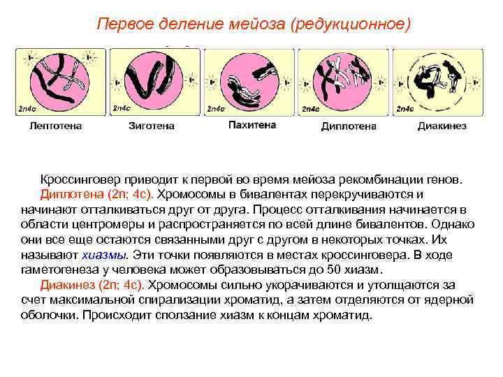 Схема мейоза 1 деление с пояснениями