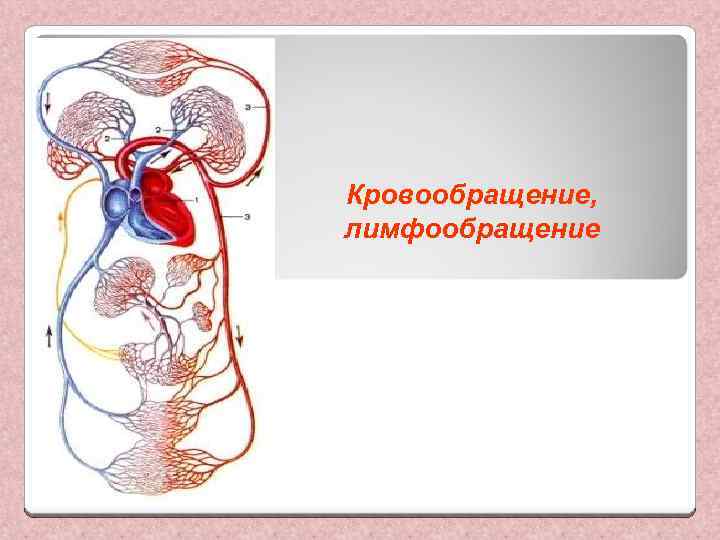 Лимфообращение. Схема связи кровообращения и лимфообращения. Кровообращение и лимфообразование. Схема связи кровообращения и лимфооттока. Процесс кровообращения и лимфообращения.