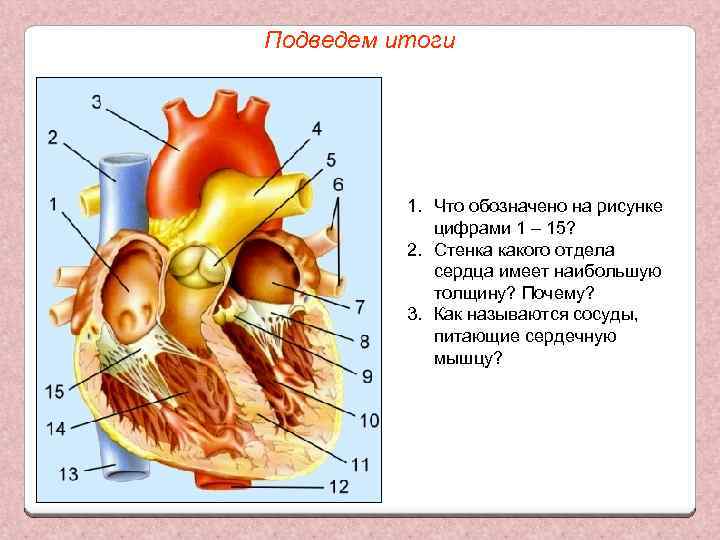 Подведем итоги 1. Что обозначено на рисунке цифрами 1 – 15? 2. Стенка какого