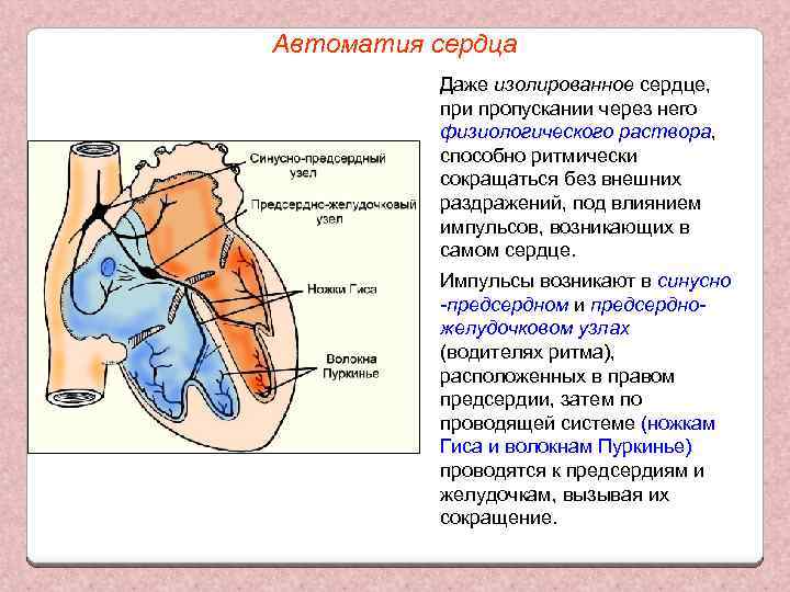 Автоматия сердца Даже изолированное сердце, при пропускании через него физиологического раствора, способно ритмически сокращаться