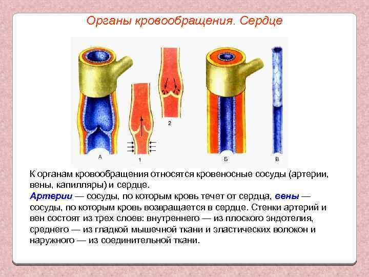 Органы кровообращения. Сердце К органам кровообращения относятся кровеносные сосуды (артерии, вены, капилляры) и сердце.