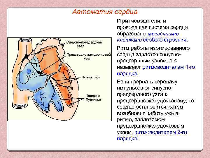 Автоматия сердца И ритмоводители, и проводящая система сердца образованы мышечными клетками особого строения. Ритм