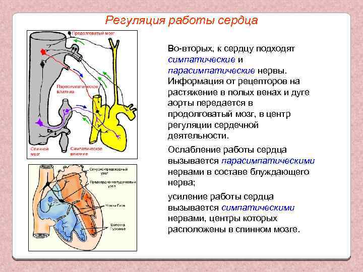 Регуляция работы сердца Во-вторых, к сердцу подходят симпатические и парасимпатические нервы. Информация от рецепторов