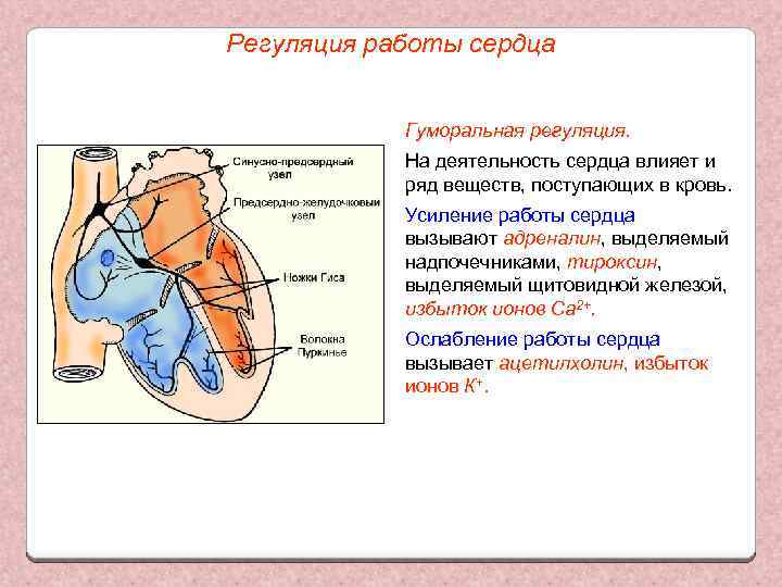 Центры сердечной и дыхательной деятельности находятся. Регуляция деятельности сердца схема. Гуморальное влияние на деятельность сердца.