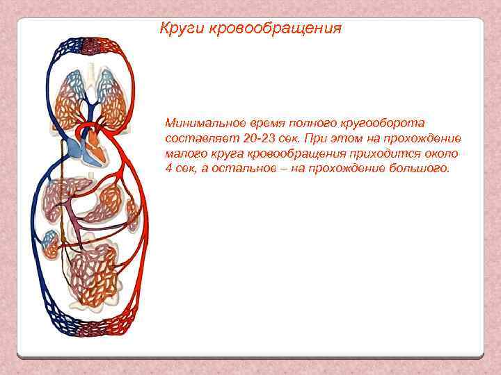 Круги кровообращения Минимальное время полного кругооборота составляет 20 -23 сек. При этом на прохождение