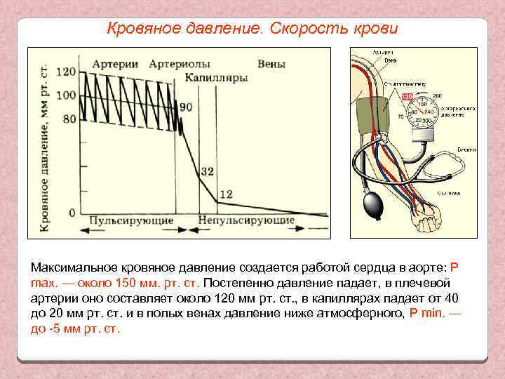 Кровяное давление. Скорость крови Максимальное кровяное давление создается работой сердца в аорте: P max.