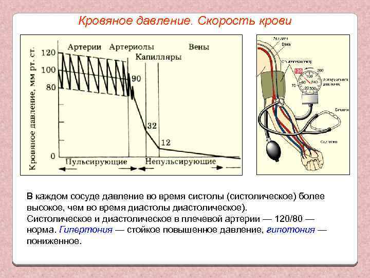 Кровяное давление. Скорость крови В каждом сосуде давление во время систолы (систолическое) более высокое,