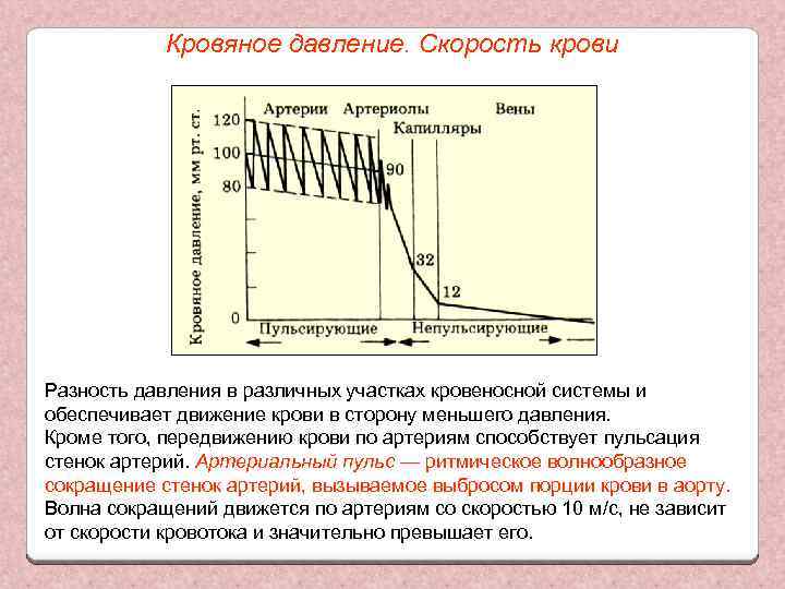 Кровяное давление. Скорость крови Разность давления в различных участках кровеносной системы и обеспечивает движение