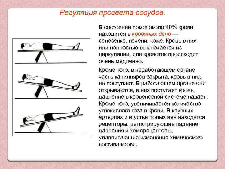 Регуляция просвета сосудов. В состоянии покоя около 40% крови находится в кровяных депо —