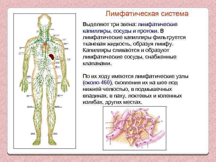 Лимфатическая система Выделяют три звена: лимфатические капилляры, сосуды и протоки. В лимфатические капилляры фильтруется