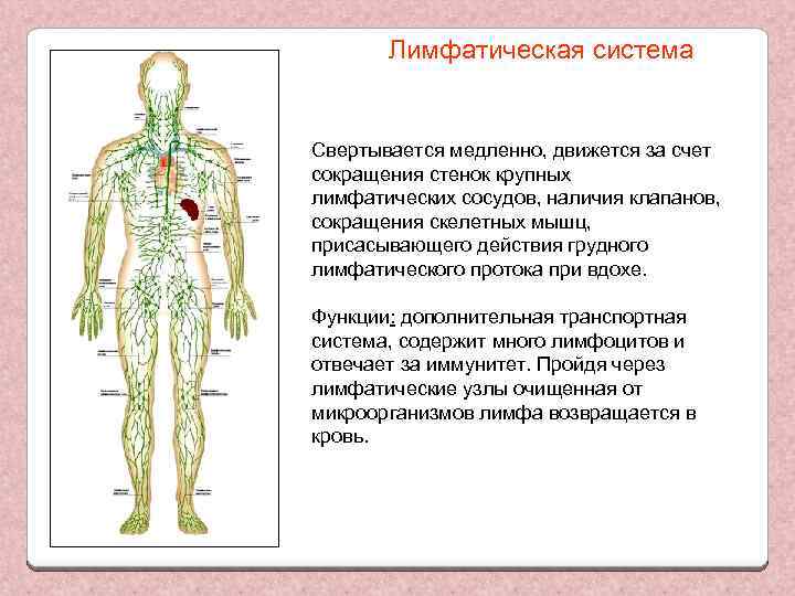 Лимфатическая система Свертывается медленно, движется за счет сокращения стенок крупных лимфатических сосудов, наличия клапанов,