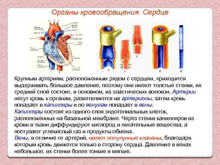 Органы кровообращения. Сердце Крупным артериям, расположенным рядом с сердцем, приходится выдерживать большое давление, поэтому