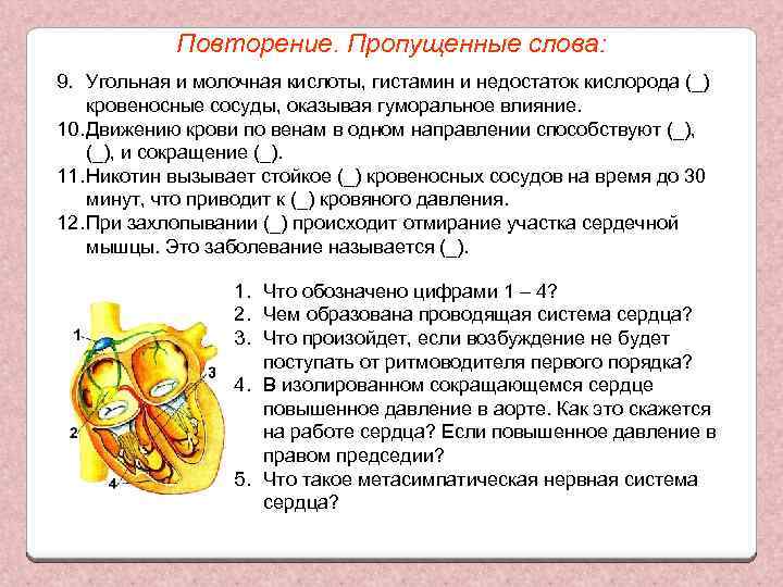 Повторение. Пропущенные слова: 9. Угольная и молочная кислоты, гистамин и недостаток кислорода (_) кровеносные