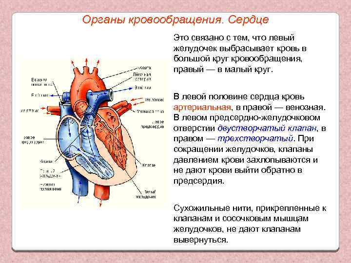 Органы кровообращения. Сердце Это связано с тем, что левый желудочек выбрасывает кровь в большой
