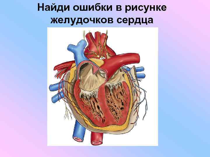 Найди ошибки в рисунке желудочков сердца 
