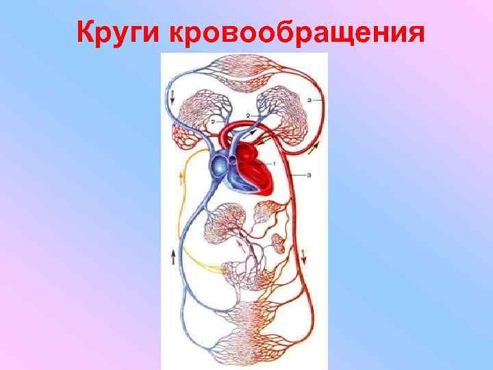 Круги кровообращения 