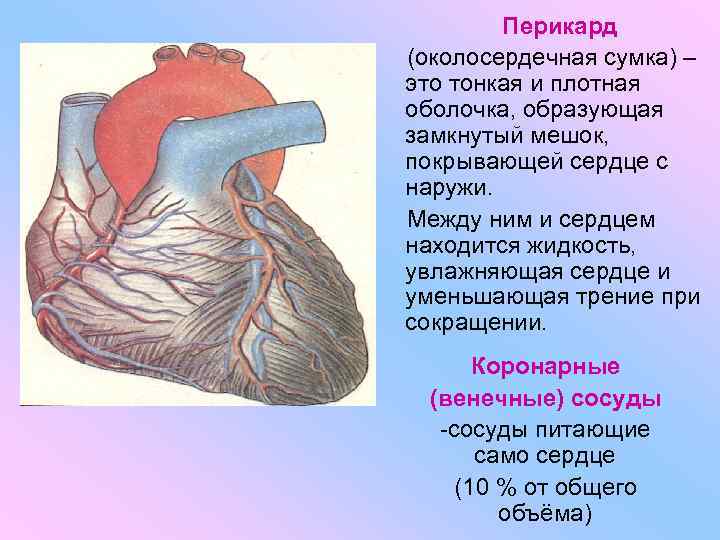 Перикард (околосердечная сумка) – это тонкая и плотная оболочка, образующая замкнутый мешок, покрывающей сердце