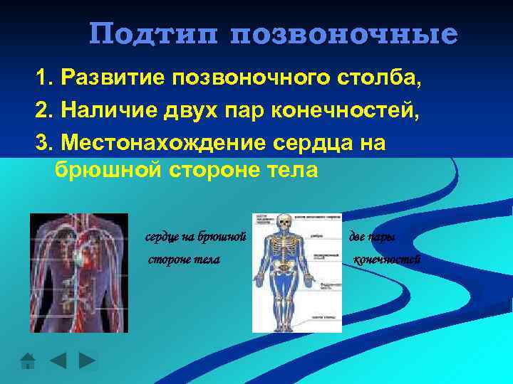 Подтип позвоночные 1. Развитие позвоночного столба, 2. Наличие двух пар конечностей, 3. Местонахождение сердца