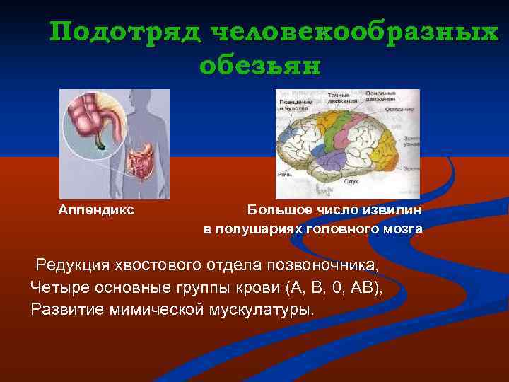 Подотряд человекообразных обезьян Аппендикс Большое число извилин в полушариях головного мозга Редукция хвостового отдела