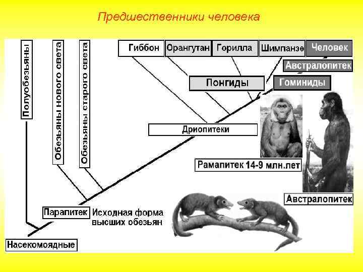 Предшественники человека внешний вид