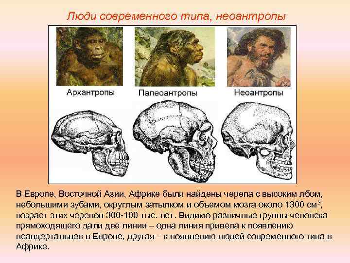 Люди современного типа, неоантропы В Европе, Восточной Азии, Африке были найдены черепа с высоким