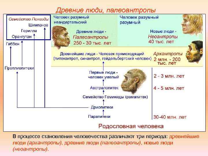 Древние люди, палеоантропы В процессе становления человечества различают три периода: древнейшие люди (архантропы), древние