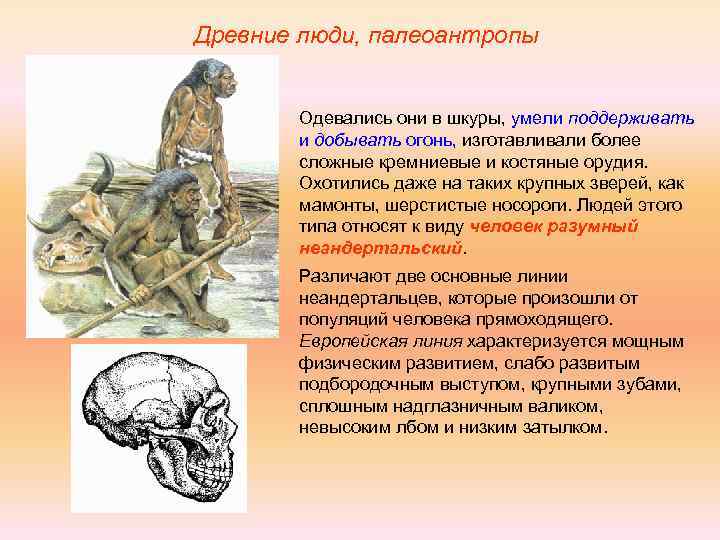 Древние люди, палеоантропы Одевались они в шкуры, умели поддерживать и добывать огонь, изготавливали более