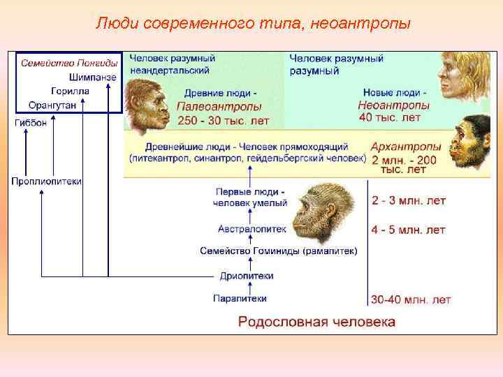 Люди современного типа, неоантропы 