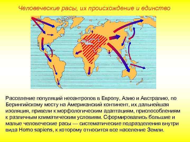 Человеческие расы, их происхождение и единство Расселение популяций неоантропов в Европу, Азию и Австралию,