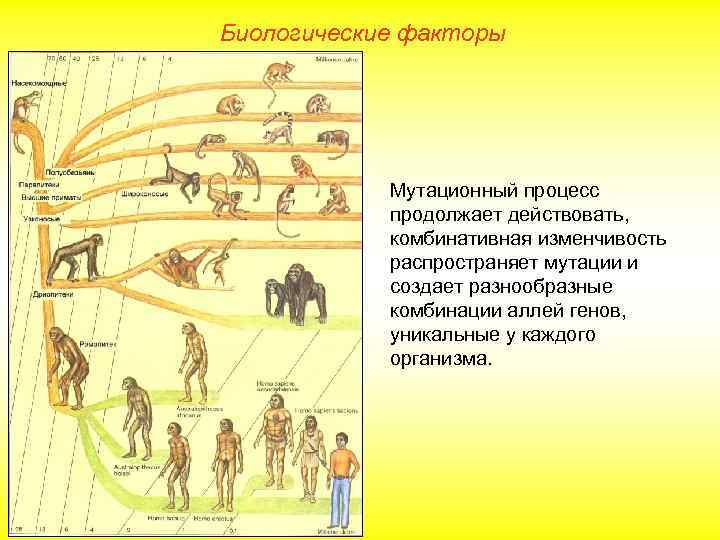 Биологические факторы Мутационный процесс продолжает действовать, комбинативная изменчивость распространяет мутации и создает разнообразные комбинации